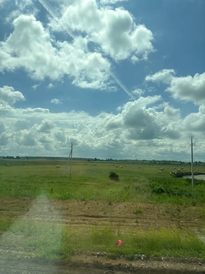 The image depicts a vast, green field under a partly cloudy sky. In the distance, a herd of cows grazes peacefully. Two utility poles with power lines are visible in the middle ground. A dirt path runs through the foreground, with scattered patches of green grass and some rocks. In the lower right portion of the foreground, a bright red plastic bag is visible amongst the grass. The overall scene is one of rural tranquility in an agricultural landscape, likely in or around Таймурзино, Russia, given the context provided.
