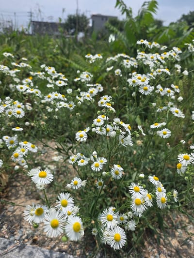 The image shows a field of white and yellow daisies with green foliage in the background. A few buildings and a utility pole are visible in the distance, suggesting an urban or suburban setting. The ground appears to be a mixture of dirt and gravel. The image is taken from a low angle, focusing on the flowers. The sky is overcast. There are no people or animals present in the image. This scene is likely located in a rural or semi-rural area within Anseong-si, South Korea, possibly a park or roadside verge.