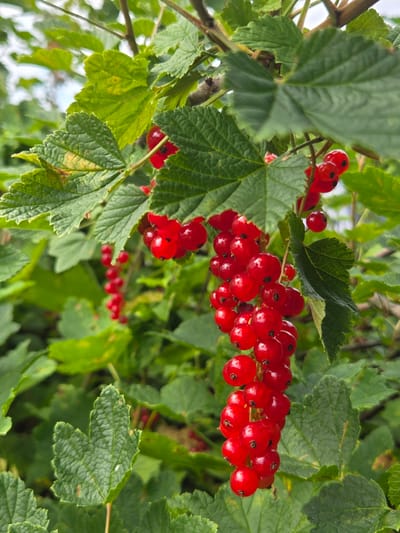 In a close-up, vertical shot, a cluster of ripe red currants hangs from a branch, surrounded by lush green leaves. The currants are small, round, and glossy red, with faint dark spots visible on their surfaces. They are arranged in a long, pendulous raceme. The leaves are broad with serrated edges and visible veins, some showing slight discoloration or browning. The background is filled with more green foliage, creating a dense, natural setting. The lighting suggests an overcast or shaded day, with soft illumination that highlights the vibrant red of the berries. This image was captured in the agricultural environment of Гаранскі сельскі Савет, Belarus.