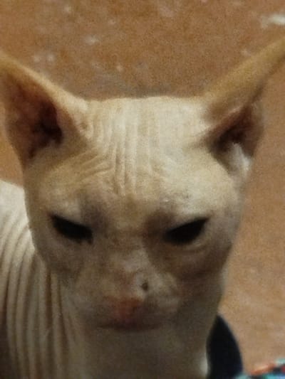 The image is a close-up portrait of a Sphynx cat with light-colored skin, facing forward. The cat has prominent ears, wrinkled skin on its forehead, and dark eyes. Its nose is small and pinkish, and its mouth is closed. The background is a textured, speckled orange-brown surface. The cat appears to be wearing a dark collar or part of a garment. There is no indication of the city of Kizlyar, Russia, or any urban environment in this image.