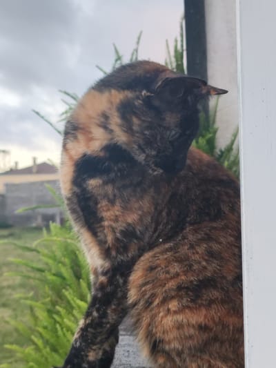 A tortoiseshell cat is perched on a ledge outdoors, with a blurry background of green foliage and buildings under a cloudy sky. The cat is facing downwards and to the right, with its head tilted. The fur displays a mix of black, orange, and brown patches. To the right of the cat, a white vertical structure is visible, partially obscuring the feline. In the background, several buildings and green vegetation are present, suggesting an urban or suburban environment.