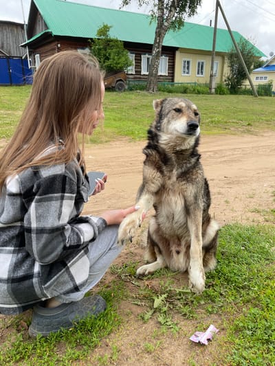 A young woman with long, brown hair, wearing a grey and black plaid shirt and grey sweatpants, kneels on a dirt road next to a medium-sized dog. The dog, with grey and brown fur, is sitting and has its right paw extended towards the woman. The woman is holding a silver smartphone in her left hand and appears to be touching the dog's paw with her right hand. In the background, there are several wooden houses with green and yellow roofs, indicating a rural or village setting, likely in or near the village of Baldeyka, Russia. The ground is a mix of dirt and grass. A piece of pink and white candy wrapper is visible on the grass in the foreground. The sky is overcast.