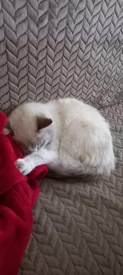 The image shows a white cat sleeping curled up on a textured grey blanket. A red blanket is partially visible in the lower left corner. The scene is indoors, likely on a sofa or bed. There are no discernible features to indicate a specific location in Andzhero-Sudzhensk, Russia.