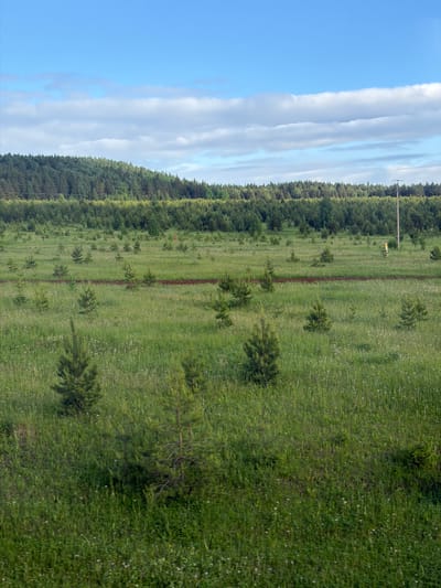 The image shows a field of grass interspersed with young evergreen trees, likely a tree farm or reforestation project. A dense forest borders the field on one side. A thin, reddish-brown dirt path runs through the field, parallel to the forest. The sky is visible on the left side of the image, showing blue sky and white clouds. A utility pole and power lines are present along the forest edge. Based on the location provided, this could be an area on the outskirts of Kryukovo, Russia, where fields and forests meet. No people are visible.