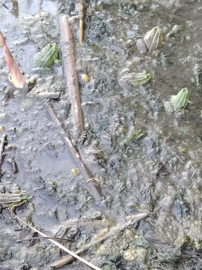 The image depicts a shallow body of muddy water, likely a pond or marsh, with several green frogs visible. The scene is set in a natural environment, possibly in Belarus, given the location context. Several dead reeds or branches are scattered across the muddy surface. The water is murky and reflects the overcast sky, suggesting a cloudy day. The frogs are in various positions, some partially submerged, others perched on the muddy bank. Their skin coloration ranges from bright green to a more muted olive, with some exhibiting striped patterns on their backs. The overall impression is one of a peaceful, natural habitat. There is no visible text in the image.