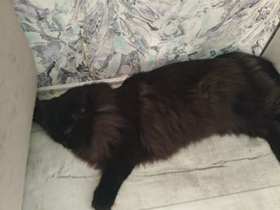 The image shows a black cat lying on a wooden floor, next to a beige couch and a wall with a patterned wallpaper. The cat's body is mostly visible, but its head is obscured. The lighting is dim, casting shadows on the scene. The location is a domestic setting in Berdsk municipality, Russia.