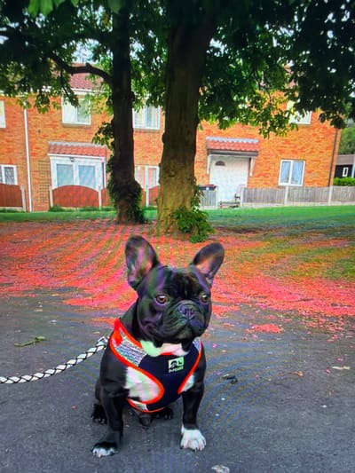 A black French Bulldog with white markings on its chest and paws is depicted in a seated position on a dark, paved surface. The dog is outfitted with a black and orange harness featuring reflective grey panels and a white "3 PEAKS" logo, with a black and white braided leash extending from the harness towards the left. The dog is looking slightly to the right of the camera. In the immediate background, a grassy area is extensively covered with scattered reddish-pink organic material, consistent with fallen petals or seeds. Two large trees with green foliage are prominent in the midground, partially obscuring a row of two-story brick residential houses. These houses exhibit light-colored window frames, white doors, and some possess front door canopies with terracotta-colored tiles. Wooden fencing is visible along the front of the residential properties. A small, dark detached building is situated in the far right background. The scene is illuminated by daylight and is located in a residential area of Telford, United Kingdom.