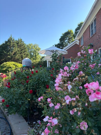 The image depicts a residential backyard in Town of Southold, United States of America, on a clear, sunny day. In the foreground, a vibrant display of pink and red roses fills the frame, some in full bloom and others showing signs of wilting. Behind the roses, a brick house with white trim and multiple windows is visible. A white patio umbrella is open, suggesting an outdoor seating area. Further back, lush green trees and shrubs create a natural backdrop, and a portion of a large, covered grill or outdoor appliance is situated on a platform. The ground is paved with brick and stone, with a blue hose visible on the left. The scene conveys a sense of a well-maintained garden and outdoor living space.
