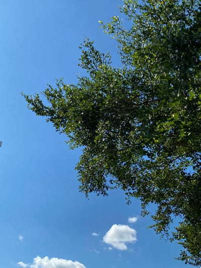 A low-angle, full shot captures a clear, bright blue sky with a few scattered, fluffy white clouds. The upper right and upper left quadrants of the frame are dominated by the dense, green foliage of a tree. The leaves are small and oval-shaped, creating a rich, textured canopy. Sunlight filters through the branches, highlighting some leaves with a brighter sheen. The branches themselves are dark and slender, extending out into the sky. One small white cloud is visible in the lower center of the image, and another larger, more elongated cloud is near the bottom edge, also in the center. No people or man-made structures are clearly discernible in this image, with the exception of a faint white vertical object that might be a pole or part of a structure partially visible on the far left edge. The scene appears to be an outdoor environment on a sunny day.