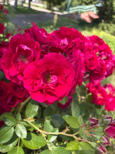 In the city of Pastavy, Belarus, a cluster of vibrant, deep pink roses takes center stage in the foreground of this image. The roses are in various stages of bloom, with some fully open, revealing their delicate petals and yellowish centers, while others are still in bud form, tightly closed with hints of deep red. The foliage is lush and green, with serrated edges on the leaves. The stems are slender and appear to have small thorns.
The background is softly blurred, suggesting a shallow depth of field. In the distance, hints of a paved path and trees can be discerned, indicating an outdoor setting, likely a garden or park. The sunlight illuminates the roses, creating highlights and shadows that accentuate their textured surfaces. No people are visible in the frame. The overall impression is one of natural beauty and the quiet serenity of a blooming garden.