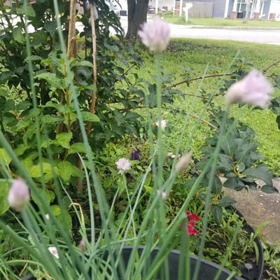 An outdoor, eye-level, medium shot captures a close-up view of chive flowers and green leaves, with a blurred background of a residential neighborhood in Virginia Beach, United States of America. The chive flowers, in various stages of bloom, are light purple and white, some appearing as buds and others fully open. The chive stalks are a vibrant green, some with dew drops on them. Behind the chives, dark green leaves of a shrub are visible, also speckled with dew. In the far background, a residential street is visible with houses and a paved sidewalk. The overall scene suggests a garden area after a rain shower.