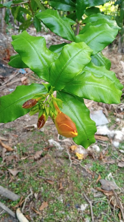 A close-up, eye-level shot captures a plant with large, vibrant green leaves and several unfurled flower buds. The leaves are glossy and appear to be wet, with a wavy, almost ruffled edge. The buds are elongated and tapered, exhibiting a gradient of color from a deep reddish-brown at the base to a bright orange-yellow at the tips. One bud is more open, revealing a hint of yellow within. The plant is growing in what appears to be a natural, outdoor setting with the ground covered in dry leaves, twigs, and sparse green vegetation. The background is blurred, suggesting the focus is on the plant itself, with hints of more foliage and perhaps urban debris. The scene is likely located in the city of Cikancah, Ajibarang, Banyumas, Indonesia, given the typical tropical vegetation and ground cover found in such areas.