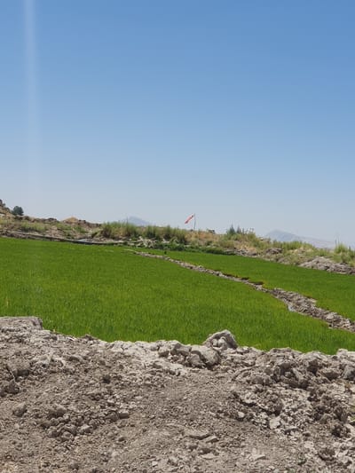 This is a medium-shot, eye-level, outdoor photograph of a rural landscape. The foreground is dominated by a pile of dry, grey soil, with some lighter-colored material and debris embedded within it. Beyond this soil, a vibrant green field of crops stretches into the midground. The field is divided by narrow trenches, some of which appear to contain water. The field slopes gently upwards towards the background.
In the background, there is a dusty, light-colored hillside covered with dry vegetation and some scattered rocks. A single tree is visible on the left side of this hillside, and a small, red and white flag on a pole is planted on the right side of the hillside, fluttering in the breeze. In the far distance, faint mountain ranges are visible under a clear, light blue sky. The overall scene suggests a sunny day in a dry, agricultural region.