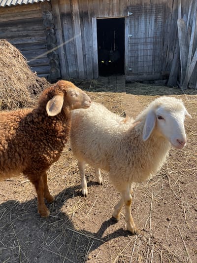 Two sheep stand on a dirt and straw-covered ground in front of a weathered wooden barn. The sheep on the left is a reddish-brown color with curly wool, and the sheep on the right is white with curly wool. The barn has a large, open doorway in the center, and a section of hay is piled to the left of the barn. The scene appears to be a rural setting, possibly a farm, in the city of Сям-Можга, Russia.