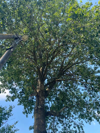 An upward-facing shot captures a large tree with green foliage against a clear blue sky. A tall, grey utility pole is visible to the left of the tree trunk, with a street lamp attached to it. The image appears to be taken from street level in Vasylky, Ukraine, possibly on a sunny day.