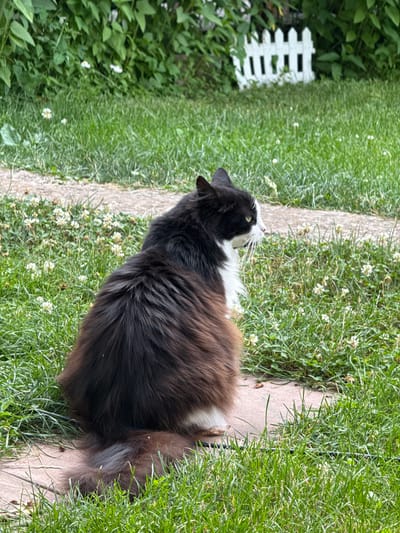 A medium-shot, profile view of a black and white long-haired cat is presented. The cat is sitting on a paved surface, with its back to the camera and its head turned to the right, looking out of frame. The cat has a white chest and belly, with black fur on its back, tail, and head. Its ears are pointed and black. The cat's fur is long and fluffy, particularly on its hindquarters and tail. The cat's eyes are green and it is looking alertly. The background consists of lush green grass dotted with white clover flowers. A light-colored gravel path runs horizontally behind the cat. In the upper right portion of the image, a small white picket fence is visible amongst dense green foliage. The scene appears to be an outdoor residential setting, possibly a garden or backyard, in a locale that is not specified as Nizhne-Chufichevo, Russia. There are no people present in the image. The lighting suggests it is daytime.