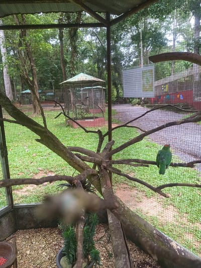 The scene is inside a wire-mesh aviary. Inside the enclosure, there is a network of thick, gray branches. A green bird with a red patch on its head perches on one of the branches. The ground within the aviary is covered in small pebbles. There's a pot of greenery and a bowl of reddish-brown food or seeds in one corner. Outside the aviary, there is a grassy area, a pathway, and other similar enclosures with covered roofs. A sign is visible on the back wall. The location is inferred to be Takdat, Thailand.