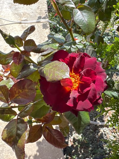 A close-up, high-angle shot captures a dark red rose in full bloom, its velvety petals unfurling to reveal a vibrant yellow-orange stamen at its center. The rose is framed by lush green leaves, some with a reddish-bronze hue, and thorny stems. To the right, a dense evergreen shrub with fine, needle-like foliage adds a textural contrast. The background is blurred, showing a mix of gravel, smaller green plants, and a white cable partially obscured by the rose's foliage. The scene is set outdoors, with sunlight casting shadows and highlighting the dew-kissed surfaces of the leaves. The image was taken in Uyutnoye, Ukraine.