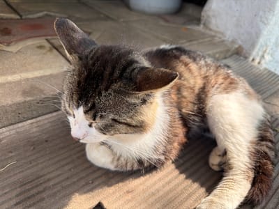 A close-up shot captures a tabby cat with white markings lying down outdoors. The cat's eyes are closed, suggesting it is resting or sleeping peacefully. Its fur displays a mix of brown, black, and white tabby patterns. The cat is positioned on a weathered wooden surface, possibly a porch or deck, with distinct wood grain and texture visible. In the background, a tiled surface and a blurry white object are present. Sunlight illuminates the scene, casting shadows on the wooden planks, indicating it is daytime. The overall atmosphere is tranquil and relaxed. The location is identified as Kaolinovo, Bulgaria. There is no visible text in the image.