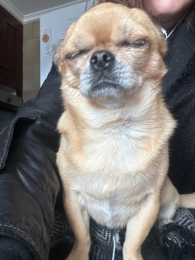 A small, light brown/tan dog, possibly a Chihuahua, is positioned centrally in the frame, facing forward with its eyes closed or heavily squinted. Its dark snout and whiskers are visible. The dog is situated on a person's lap or chest. The person is wearing a black leather jacket on the viewer's left and a dark, possibly knitted, garment on the viewer's right. A white wired earbud extends from the person's upper right, draping in front of the dog's chest. The background elements indicate an indoor kitchen environment: dark brown wooden cabinetry and a dark appliance are visible on the left, while a white refrigerator with "Hisense" branding and a circular decorative item is visible on the right. The specific city of Alcoy/Alcoi, Spain, cannot be determined from the visual information provided.