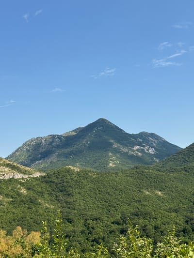 An outdoor, vertical, full shot captures a lush green mountainous landscape under a clear blue sky. In the foreground, the tops of various trees and bushes, some with small white flowers and others with feathery yellow-brown blossoms, are visible. The middle ground is dominated by rolling hills covered in dense, dark green foliage. In the background, a large, prominent mountain with a pointed peak rises, its slopes also covered in vegetation, with patches of lighter rock visible. The sky above is a vibrant blue with a few wispy white clouds scattered across it. The scene appears to be a natural, undeveloped environment, likely in the vicinity of Dragalj, Montenegro.