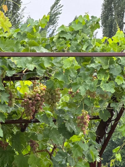 In the city of Beshtal, Uzbekistan, a close-up, eye-level shot captures a vineyard bathed in natural, overcast light. The foreground is dominated by the lush green foliage of a grapevine, with broad, textured leaves, some showing signs of yellowing, and many adorned with small water droplets, suggesting recent rain. Several clusters of grapes hang from the vine. These grape clusters vary in ripeness and color, with some appearing predominantly green and others transitioning to pinkish-red hues. The grapes are clustered tightly together on stems, forming pendulous bunches. A dark brown, weathered metal support structure runs horizontally across the mid-section of the image, with a vertical decorative metal element visible on the right. In the background, the soft focus reveals more greenery and the silhouettes of tall, slender trees, possibly cypress or similar species, creating a natural, slightly blurred backdrop. The overall scene evokes a sense of organic growth and the bounty of nature in a rural or semi-rural setting.