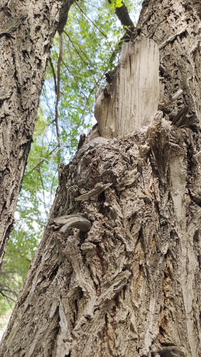 The image shows a close-up view of the textured bark of two large trees, viewed from below looking upwards towards the sky and foliage. One tree trunk is prominently featured in the foreground, its rough, gray bark showing deep fissures and peeling layers. A broken, lighter-colored wooden stub protrudes from the upper part of this tree trunk. To the left, another tree trunk, also with coarse bark, is partially visible. The background is a blurred scene of green leaves and branches against a bright sky, suggesting an outdoor, natural environment. There are no people or animals visible in the image. The image depicts a natural scene focused on the details of tree bark. The location in Taldykorgan, Kazakhstan, is not visually evident from the image itself.