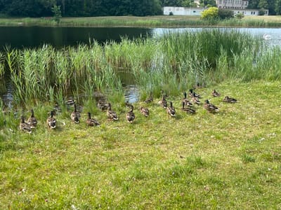 The image captures a natural scene in the city of Vangaži, Latvia, featuring a body of water bordered by tall reeds and a grassy bank. A flock of ducks, primarily Mallards, are visible on the grass near the water's edge. Some ducks are standing, while others are resting or preening. In the background, across the water, there are trees and a modern-looking building complex, possibly a school or administrative facility. A solitary white swan glides serenely on the water in the distance. The overall impression is one of peaceful coexistence between wildlife and the urban environment.
