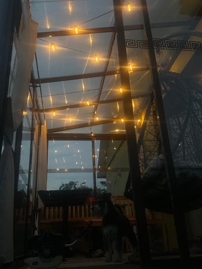 The image depicts a dimly lit greenhouse interior, likely in Lapės, Lithuania, as evidenced by the user's prompt. The ceiling is made of corrugated translucent material, illuminated by a string of warm yellow fairy lights. The structure appears to be made of dark metal framing. On the right side, a large, dark, woven hanging chair with cushions is visible. In the center of the frame, a small, shaggy dog, appearing to be a schnauzer mix, stands looking to the right. In front of the dog is a piece of garden equipment, possibly a string trimmer or leaf blower, with a black motor and white base. Behind the dog and equipment, a wooden bench with cushions is visible, and through the clear sections of the greenhouse, a dusky sky with faint tree silhouettes can be seen. Curtains hang on the left side of the frame.