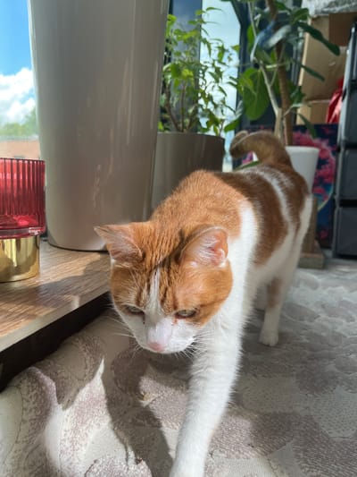 The media file shows an orange and white cat lying on a textured surface, possibly a couch or rug, in a well-lit indoor environment. The cat is the primary subject, positioned centrally in the frame, with its body stretched out and its head resting close to a wooden surface. Sunlight streams in from the left, casting shadows and highlighting the cat's fur.
In the background, a large potted plant with green leaves is visible, suggesting a home or indoor garden setting. A window is also present, showing a bright sky with clouds, indicating it's daytime. There are also some blurred objects in the background, including what appear to be storage shelves and colorful items. On the wooden surface in the foreground, there's a close-up of a red, ridged object and a golden lid, possibly part of a cosmetic or decorative item.
The cat appears relaxed and possibly drowsy, with its eyes partially closed. The overall mood is peaceful and domestic. The lighting suggests it is daytime, likely a sunny day. No text is visible in the media file. The location context is Prigorodny, Russia.