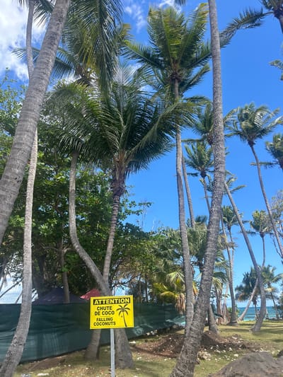 The image captures a sunny day in what appears to be a tropical location with numerous palm trees. The sky is bright blue, and the trees are leaning at various angles. The trunks of the palm trees are gray and textured, with green palm leaves visible against the sky.

In the foreground, there is a yellow sign with the words "ATTENTION CHUTE DE COCO FALLING COCONUTS" and an image of a coconut falling from a palm tree. The sign is positioned among the trees and partially obscured by the greenery. Behind the sign, there appears to be a green mesh or netting structure.

The scene suggests a park or beach area, potentially in a location like Sainte-Anne, France, where palm trees are common. The image lacks the presence of people or animals, and there are no apparent actions or interactions taking place. The overall environment is natural and sunny.
