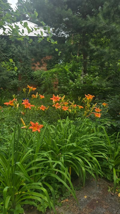 In the city of Il'inskiy, Russia, a vibrant patch of orange daylilies blooms in a garden setting, with lush green foliage surrounding them. In the background, a brick building with a metal roof is partially visible, obscured by dense trees. The scene is peaceful and natural, suggesting a well-maintained garden on a cloudy day.