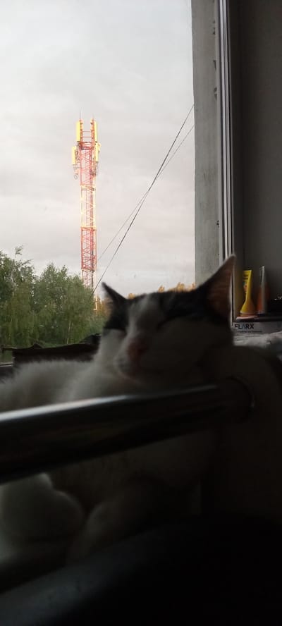 A black and white cat is resting on a window sill, with its eyes closed and head resting on a metal railing. Outside the window, a tall, red and yellow telecommunications tower is visible against an overcast sky. Trees are also visible in the background, suggesting a natural or semi-rural setting. The time of day appears to be either early morning or late afternoon, judging by the lighting and the overcast conditions. The location is Kudymkar, Russia. On the right side of the image, there are some objects on a shelf, including what appear to be two yellow and orange bottles and a box with text that reads "FLARX" and other unreadable text. The overall mood is peaceful and serene, with the cat appearing relaxed and comfortable.