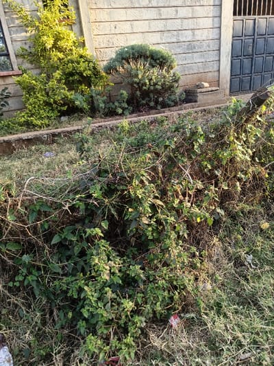 The image displays an outdoor scene in Ewuaso Oonkidong'i ward, Kenya, under natural, warm-toned illumination suggesting morning or late afternoon light. The foreground is covered with dense, unkempt vegetation comprising green leafy plants, dry brown grasses, and tangled vines. Scattered within this foliage are minimal pieces of refuse, including a red and white crumpled item and a small blue object. A weathered, cut wooden post, possibly part of a fence, is visible on the right side of the foreground, partially obscured by the overgrowth.
A low concrete curb or raised planter box runs horizontally across the midground, separating the foreground vegetation from a more ordered area. Behind this concrete structure, two cultivated bushes are present: a brighter green, possibly variegated shrub on the left, and a more compact, silvery-green bush on the right.
The background consists of a building wall constructed from light-colored, horizontally laid concrete blocks. On the left side of the wall, a portion of a dark-framed window is visible. To the right, a dark, rectangular metal door, featuring a grid-like panel design, serves as an entrance. No individuals or animals are observed within the frame.
