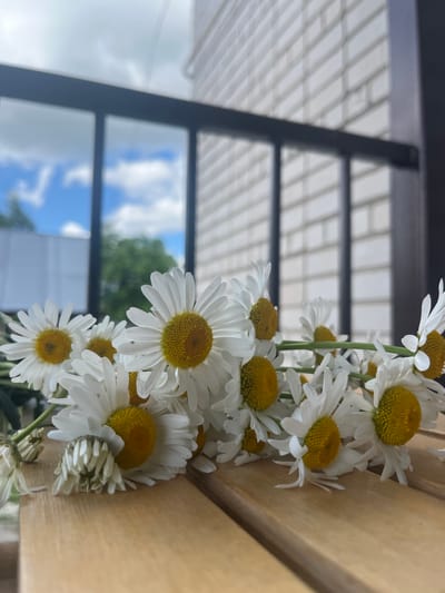 A close-up shot captures a vibrant cluster of white daisies with bright yellow centers, seemingly draped or laid vertically along a light brown wooden surface on the left side of the frame. Several flowers are in full bloom, showcasing their delicate white petals and textured yellow cores, with one tightly closed bud visible near the top.
The background to the right is segmented by a dark, angular metal structure, possibly part of a window frame or an architectural element of a building. Above this structure, a blurred reflection of a clear blue sky with fluffy white clouds and some green foliage is visible, indicating an outdoor setting or a view through a window. Below the metal structure, a light-colored, patterned surface, reminiscent of tiles or siding, recedes into the distance.
The lighting is bright and natural, suggesting it is daytime with partly cloudy weather. The composition highlights the freshness of the flowers against a backdrop that blends natural elements with urban architecture. There is no visible text in the image. The scene is captured in Новая Тура, Russia.