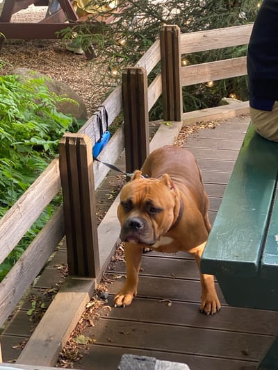 A brown pit bull type dog with a dark collar is lying on a wooden deck next to a green bench. The dog is looking up and to the right, with its head slightly tilted. Its front left paw is extended, resting on the deck. The dog has a short, smooth coat and a muscular build.

The setting appears to be outdoors, possibly a backyard or patio, with wooden decking and some greenery visible. There are some fallen leaves scattered on the deck, suggesting it might be autumn. In the background, there are strings of lights draped over some evergreen branches, which could indicate a festive occasion or simply outdoor lighting.

A person's legs are visible at the top left of the image, wearing dark blue pants and light-colored pants. One of the person's feet is resting on the wooden structure. A blue retractable leash lies on the wooden slats near the dog.

The lighting suggests it is daytime, with sunlight casting shadows on the deck. The overall mood is relaxed, with the dog appearing calm and curious. No visible text is present in the image. The provided location context is Pargolovo, Russia.