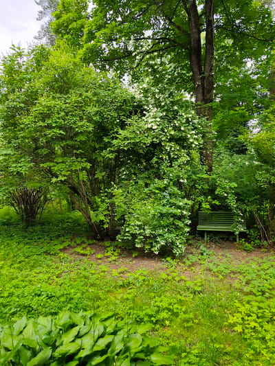 A green wooden park bench is nestled amongst lush green foliage and trees. The bench is positioned in a shaded area, suggesting it's a tranquil spot for relaxation. The surrounding vegetation is abundant, with a large, leafy bush with white flowers to the left of the bench, and a tall tree with dark bark to its right. The ground is covered in a carpet of green leaves and grass, indicating a natural, possibly park-like setting. The overall impression is one of a peaceful, verdant corner of a garden or park, likely in a temperate climate during the warmer months. The scene appears to be a still, quiet moment, with no people visible. The lighting suggests it could be daytime, with the sun filtering through the leaves, creating dappled shade.