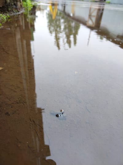 The image shows a puddle of murky water on a dirt surface. In the foreground, a small, dark object, possibly a snail or insect, is partially submerged in the water. The surface of the water reflects the surroundings, showing a blurred image of trees and a fence in the background. The overall scene suggests an outdoor environment, possibly after rain. The location is identified as Pargolovo, Russia, but no specific landmarks or details confirm this.