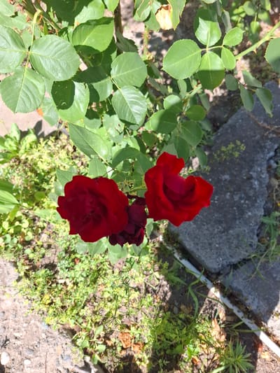 The image shows a close-up, overhead view of two deep red roses on a rose bush. The roses are in focus, with their petals unfurling in the sunlight. The surrounding rose bush is characterized by vibrant green leaves and sharp thorns on its stem. In the background, a grey, rough-textured stone or concrete surface is visible, with patches of dry grass and soil. A thin white tube runs along the edge of the stone. The scene is likely an outdoor garden or yard. There are no people or animals present. The overall lighting suggests it is a sunny day. The location is identified as the city of Armavir, Armenia.