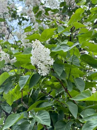 The image captures a vibrant close-up of a flowering plant, likely a white lilac (Syringa vulgaris), against a backdrop of green foliage. A prominent cluster of small, pure white flowers, each with delicate petals, is in sharp focus slightly to the left of the center. These flowers form a dense, conical inflorescence.

Surrounding the flowers, and extending across the frame, are numerous lush green leaves of varying shades. Many leaves appear fresh and healthy, showcasing their distinct veins. Darker brown branches weave through the foliage, providing structure to the plant. In the softly blurred background, more clusters of white flowers are visible, suggesting a larger bush or tree in full bloom, with glimpses of a bright sky filtering through the leaves.

The scene depicts a tranquil moment in nature, likely during spring or early summer, given the abundance of new leaves and blossoms. The natural lighting indicates it is daytime, possibly under a clear or partly cloudy sky. There are no human activities, people, or discernible text present in the image. The setting is identified as Tokkari, Russia. The overall impression is one of natural beauty and botanical detail.