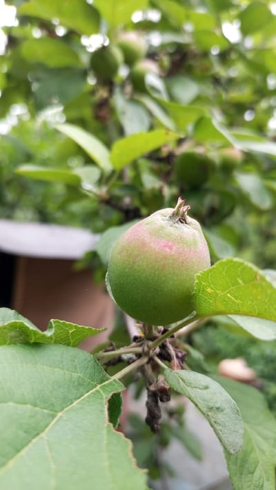 A close-up, vertical shot focuses on a small, green apple with a slight pink blush on its surface, hanging from a branch amidst lush green leaves. The apple is the primary subject, positioned slightly off-center to the right. Its texture appears smooth, with a faint fuzziness visible. The stem at the top of the apple is short and brown, with remnants of dried flower petals.
The surrounding environment is an apple tree in what appears to be a garden or orchard. The leaves are a vibrant green, with some showing signs of natural wear, such as small tears or nibbles. The background is a blur of more green foliage and soft, out-of-focus shapes, suggesting a natural outdoor setting. To the left of the apple, a blurred light-colored object, possibly a fence or a structure, is partially visible, indicating a man-made element within the natural scene.
The lighting suggests it's daytime, possibly overcast, as there are no harsh shadows. The overall mood is serene and natural, capturing a moment in the growth cycle of the fruit. The location context is Юдино, Russia. No text is visible in the image.