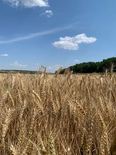 An outdoor, eye-level, vertical, full shot shows a sunlit wheat field. The golden stalks of wheat fill the lower two-thirds of the frame, with some stalks reaching to the top. The stalks are thick and densely packed, with individual grains visible. In the background, a line of dark green trees stretches across the horizon. Above the trees, a bright blue sky is dotted with fluffy white clouds, with a long, thin white cloud stretching across the middle of the sky. The scene is lit by the sun, which casts shadows on the wheat stalks, creating a sense of depth and texture. The location is a wheat field in Indiya, Moldova.