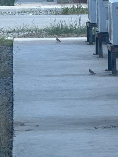 The image captures an outdoor scene, likely in a city like Unknown, Uzbekistan, featuring a concrete walkway adjacent to a grassy area and a row of industrial-looking structures on metal supports. Two small birds are visible on the concrete walkway. One bird is in the mid-ground, facing left and appearing to peck at the ground. The second bird is further in the background, also facing left. The environment appears somewhat urban or industrial, with hints of vegetation and man-made structures. The lighting suggests it is daytime, possibly overcast.
