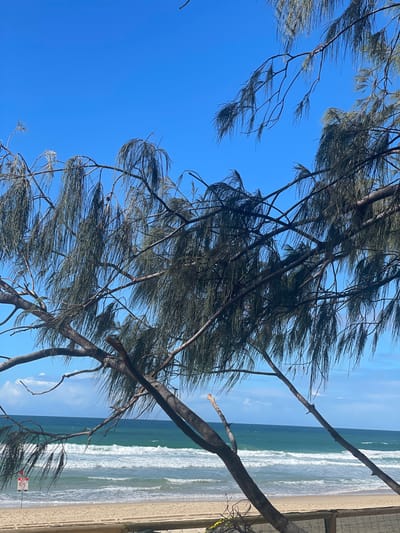 The image depicts a coastal scene on a bright, clear day. In the foreground, the branches and foliage of a tree, likely a Casuarina, dominate the frame, its long, needle-like leaves hanging down. The tree branches stretch diagonally across the image, some appearing weathered. Beyond the tree, a sandy beach is visible, bordered by a wooden fence. The ocean stretches to the horizon, with moderate waves breaking on the shore, creating white foam. The water is a deep blue-green color. The sky is a clear, vibrant blue with a few wispy white clouds. A red and white warning sign is partially visible near the left edge of the image, indicating a hazard or restriction. The location appears to be a beach on the Gold Coast, Australia, given the typical vegetation and coastal environment characteristic of the region. There are no people or animals visible in the scene.