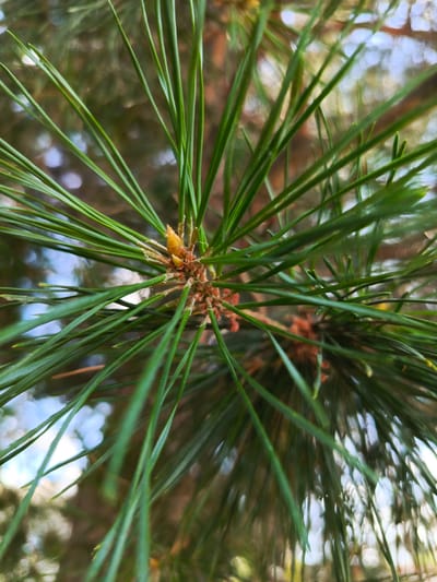 This is a close-up, macro photograph of a pine tree branch, focusing on the new growth at the tip. The main subject is a cluster of young pine needles, still tightly furled and a pale, yellowish-green. These emerge from a small, reddish-brown bud at the center of the branch. Surrounding this central bud are older, longer, and darker green pine needles that fan outwards. The needles are sharp and linear, creating a sense of radial symmetry.
The background is heavily blurred, suggesting a shallow depth of field. It consists of out-of-focus circles of light (bokeh) against darker, muted tones of green and brown, hinting at other pine needles or tree bark further away. The presence of sky, indicated by brighter, lighter blue and white bokeh, suggests the branch is on the exterior of the tree, likely exposed to daylight.
The image appears to have been taken outdoors. The lighting suggests it is daytime, possibly late morning or early afternoon, given the brightness of the sky bokeh. There are no people or man-made objects visible, only the natural elements of the pine tree and its surroundings. The mood is serene and natural, emphasizing the detail and delicate beauty of the new growth. The location context provided is Uryupinsk, Russia. There is no visible text in the image.