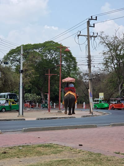 This image captures a bright, sunny outdoor scene in Phra Nakhon Si Ayutthaya City Municipality, Thailand. The view is oriented vertically, with the sky occupying the left side of the frame and the ground/road on the right.
A large elephant, adorned with a decorative red and gold canopy and saddle, is the central subject, positioned towards the mid-right. It appears to be carrying passengers, and a mahout is visible on its neck. The elephant stands near a brick-paved sidewalk, which borders an asphalt road.
Along the roadside, several three-wheeled auto-rickshaws, known as tuk-tuks, are parked. These include a red one in the upper right and two green ones, one in the middle right and another partially visible in the lower right. A larger green vehicle, possibly a bus or truck, is also partially seen in the lower left. The road and sidewalk are flanked by lush green trees, and the bare branches of a tree are visible against the bright sky in the upper left quadrant.
The sky is a clear blue with scattered white clouds. Dominating the left side of the image are multiple wooden utility poles with a dense network of electrical wires. Near the parked tuk-tuks, a small yellow and black sign featuring a temple or stupa silhouette is visible, indicating a historical or tourist area. Below it, a circular blue sign with white text is partially readable, likely saying "NO PARKING". The scene depicts a typical daytime environment in this Thai city, blending traditional attractions with everyday infrastructure.