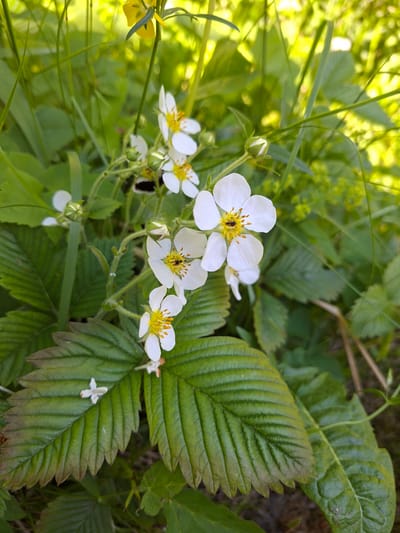 This close-up outdoor shot captures a cluster of white flowers with bright yellow centers, likely belonging to a strawberry or wild strawberry plant, against a vibrant green and sunlit background. In the foreground, a prominent, deeply ridged, dark green leaf of a strawberry plant occupies the right side of the frame, showing detailed venation.
Several flowers are in full bloom, each featuring five white petals and a central mass of yellow stamens. A small, dark insect, possibly a bee or fly, is visible nestled within the yellow center of one of the larger open flowers in the middle left, suggesting pollination activity. Multiple unopened flower buds, covered in fine hairs, are also present on the stems, indicating ongoing growth.
To the far left, a portion of a yellow flower is visible, adding another splash of color. The background is a soft blur of various green leaves and grasses, with bright, almost ethereal sunlight filtering through, especially in the upper left corner, creating a glowing effect. This suggests a sunny day. The scene is set in a natural environment, possibly a garden or a wild area, within Kondratovo, Russia. There is no visible text in the image.
