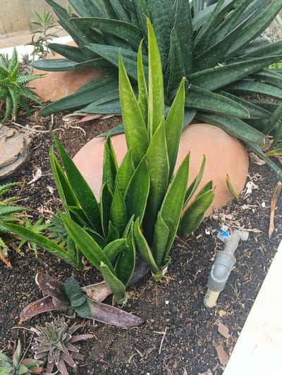 This image depicts a section of a garden bed in Munyati, Zimbabwe. The primary subject is a dense cluster of variegated green Sansevieria (snake plant) succulents, characterized by their upright, sword-shaped leaves of varying shades of green, positioned centrally. Behind this cluster, larger, darker green succulent plants with broader leaves are visible, alongside several smooth, reddish-brown rocks. To the immediate left, a spiky, lighter green succulent is present. In the lower left quadrant, the soil contains smaller succulents, including one with flattened, reddish-brown leaves and another rosette-shaped variety. The ground consists of dark, granular soil or mulch with scattered organic debris. On the right side, a small, light gray plastic tap with a blue handle is partially embedded in the soil, connected to a short segment of white piping. A light-colored tile or concrete edge forms the boundary along the bottom right. No individuals or animals are present.