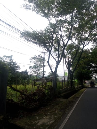 This image depicts a roadside scene in Niz Lakuk, India, under natural daylight conditions. A dark asphalt road with a faint white shoulder line occupies the lower right, running parallel to a concrete drainage ditch. To the left of the ditch, a narrow, unkempt grassy verge separates it from a low fence constructed of concrete posts and metal mesh. Beyond the fence, a severely dilapidated wooden-frame structure, possibly a former stall or shelter, stands partially obscured by accumulated debris, including branches and foliage.

In the mid-ground, a concrete utility pole supports multiple overhead wires that crisscross the bright, possibly overcast sky in the upper left quadrant. Large, mature trees with dark, prominent trunks and dense green foliage dominate the upper right and central portions of the frame, their branches intertwining with the utility lines. Further in the background, a white building with a green dome is visible, situated behind the fence line. On the far right, in the distance, a dark-colored vehicle, possibly a truck, is observed moving away on the road. No individuals are visible.