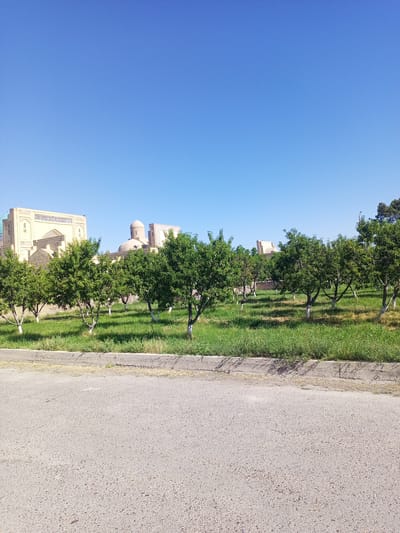 The image shows a clear blue sky above a row of green trees with white-painted trunks, planted on a grassy area. Behind the trees, there are several light-colored buildings with domed roofs and intricate architectural details, typical of historical sites in Uzbekistan. The foreground features an asphalt road. The scene is a daytime outdoor shot, likely capturing a historical complex or religious site in Shar-Bakr, Uzbekistan. No people or animals are visible.